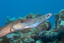 Trumpetfish (Aulostomus chinensis)with  Filefish (Monacanthidae) prey in mouth, Maui, Hawaii.