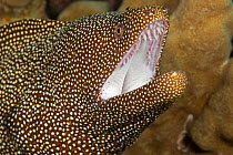 Whitemouth moray eel (Gymnothorax meleagris)  showing the curved teeth in the upper jaw for holding prey, Hawaii.