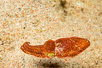 Bobtail squid (Euprymna berryi) Philippines.