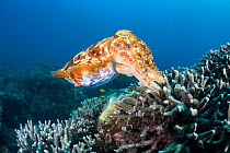 Broadclub cuttlefish (Sepia latimanus),female placing egg into gap between corals, Philippines, Asia.