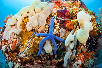 Yellowlip sea snake (Laticauda colubrina) on coral reef with Blue star (Linckia laevigata) Philippines. Venomous species.