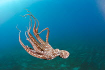 Day octopus (Octopus cyanea)  Hawaii.