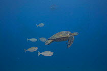 Green sea turtle (Chelonia mydas) followed closely by Spotted unicorn fish (Naso brevirostris) which feeds on turtle feces, Hawaii.