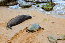 Hawaiian monk seals (Monachus schauinslandi) hauled out on beach with Green sea turtle (Chelonia mydas) returning to the sea, Maui, Hawaii.