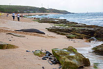 Hawaiian monk seal (Monachus schauinslandi) hauled out on beach, with Green sea turtle (Chelonia mydas) and tourists and surfers in in the background Ho'okipa Beach off Maui, Hawaii.