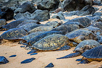 Green sea turtles (Chelonia mydas) on Ho'okipa Beach to lay eggs, Maui, Hawaii.