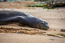 Hawaiian monk seals (Monachus schauinslandi)  hauled out resting on beach, Maui beach, Hawaii.