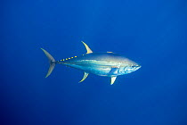 Yellowfin tuna (Thunnus albacares) Gudalupe Island, Mexico.