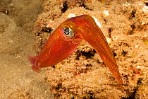 Oval squid (Sepioteuthis lessoniana) male,  Hawaii.