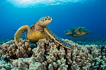 Green sea turtles (Chelonia mydas) on corals, Hawaii.