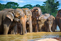 Sri Lankan elephant  (Elephas maximus maximus) herd drinking, Pinnawala village, Sri Lanka.