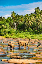 Sri Lankan elephant (Elephas maximus) female and young on coast, Pinnawala village, Sri Lanka.