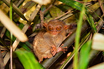 Philippine tarsier (Carlito syrichtais) at night, Bohol, Philippines.