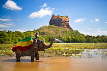 Woman on a Sri Lankan elephant (Elephas maximus maximus) drinking near Sihagiri / Lion Rock, Sri Lanka.