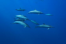 Spinner dolphin (Stenella longirostris) pod underwater, Hawaii.
