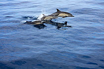 Common dolphin (Delphinus delphis) porpoising, Mexico.
