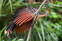 RF-Hoatzin (Opisthocomus hoazin) perched, Madidi National Park, Bolivia (This image may be licensed either as rights managed or royalty free.)