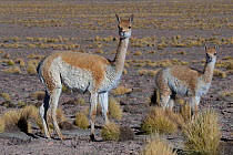 RF-Vicuna (Vicugna vicugna) mother and calf, Quetena, Altiplano, Bolivia (This image may be licensed either as rights managed or royalty free.)