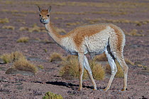 RF-Vicuna (Vicugna vicugna) Quetena, Altiplano, Bolivia (This image may be licensed either as rights managed or royalty free.)