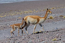 RF-Vicuna (Vicugna vicugna) mother with calf,  Laguna Hedionda,  Altiplano, Bolivia (This image may be licensed either as rights managed or royalty free.)