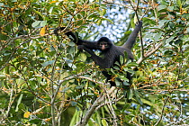 RF-Black Spider Monkey (Ateles chamek) climbing tree, Madidi National Park, Bolivia (This image may be licensed either as rights managed or royalty free.)