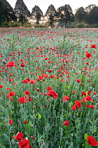RF-Field of Poppies (Papaver rhoeas) De Inslag, Brasschaat, Belgium (This image may be licensed either as rights managed or royalty free.)