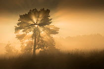 RF- (Pinus sylvestris) at sunrise, Klein Schietveld, Brasschaat, Belgium (This image may be licensed either as rights managed or royalty free.)