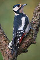 RF- Great spotted woodpecker (Dendrocopus major) perched. Brasschaat, Belgium (This image may be licensed either as rights managed or royalty free.)