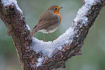 RF-Robin (Erithacus rubecula) on a snowy branch,  Brasschaat, Belgium. January. (This image may be licensed either as rights managed or royalty free.)