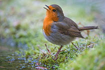 RF-Robin (Erithacus rubecula) singing, Brasschaat, Belgium, January. (This image may be licensed either as rights managed or royalty free.)