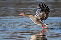 RF- Greylag goose (Anser anser) taking off Antwerpen, Belgium (This image may be licensed either as rights managed or royalty free.)