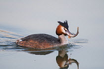 RF- Great crested grebe (Podiceps cristatus) with fish prey, Antwerpen, Belgium (This image may be licensed either as rights managed or royalty free.)