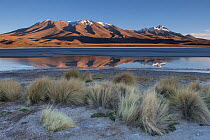 RF- Landscape of Laguna Hedionda,  Altiplano, Bolivia, April 2017. (This image may be licensed either as rights managed or royalty free.)