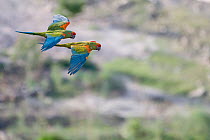 RF- Red-fronted Macaw (Ara rubrogenys) two in flight, Red-fronted Macaw Community Nature Reserve, Omerque, Bolivia (This image may be licensed either as rights managed or royalty free.)