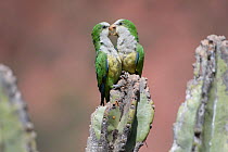 RF-Cliff Parakeet  (Myiopsitta luchsi) pair in affectionate behaviour, Red-fronted Macaw Community Nature Reserve, Omerque, Bolivia (This image may be licensed either as rights managed or royalty free...