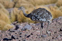 RF-Lesser Rhea (Pterocnemia pennata) Quetena, Altiplano, Bolivia (This image may be licensed either as rights managed or royalty free.)