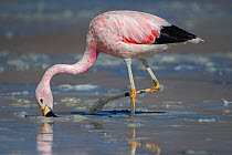 RF- Andean flamingo (Phoenicoparrus andinus) foraging on shore,  Laguna Hedionda,  Altiplano, Bolivia (This image may be licensed either as rights managed or royalty free.)
