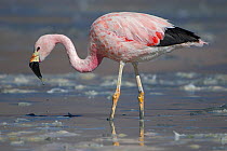 RF-Andean flamingo (Phoenicoparrus andinus) foraging on shore, Laguna Hedionda,  Altiplano, Bolivia (This image may be licensed either as rights managed or royalty free.)
