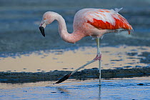 RF-Chilean Flaming (Phoenicopterus chilensis) foraging on shore, Laguna Canapa, Altiplano, Bolivia (This image may be licensed either as rights managed or royalty free.)