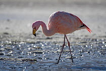 RF- James's flamingo (Phoenicoparrus jamesi) foraging on shore, Laguna Hedionda,  Altiplano, Bolivia (This image may be licensed either as rights managed or royalty free.)