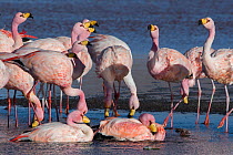RF- James's flamingo (Phoenicoparrus jamesi) flock Laguna Colorada / Reserva Eduardo Avaroa, Altiplano, Bolivia (This image may be licensed either as rights managed or royalty free.)