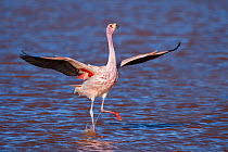 RF- James's flamingo (Phoenicoparrus jamesi) wings spread, taking off from water,  Laguna Colorada / Reserva Eduardo Avaroa, Altiplano, Bolivia (This image may be licensed either as rights managed or...