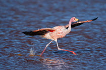 RF- James's flamingo (Phoenicoparrus jamesi) taking off from water,  Laguna Colorada / Reserva Eduardo Avaroa, Altiplano, Bolivia (This image may be licensed either as rights managed or royalty free.)