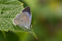 Holly blue butterfly (Celastrina argiolus)  Brasschaat, Belgium