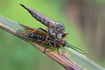 Roberfly (Asilidae) with lacewing prey, Brasschaat, Belgium