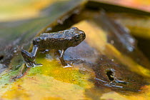 Common frog (Rana temporaria) froglet on the discoloured waterlily pad. Brasschaat, Belgium
