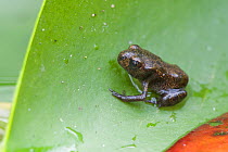 Common frog (Rana temporaria) froglet on leaf, Brasschaat, Belgium