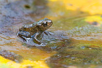 Common frog (Rana temporaria) froglet on the discoloured waterlily pad. Brasschaat, Belgium