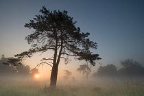 Scot's pine trees (Pinus sylvestris) in mist at sunrise, Klein Schietveld, Brasschaat, Belgium, June 2017.