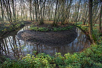 Meander in small rivulet, Groot Schietveld, Wuustwezel, Belgium, April 2017.